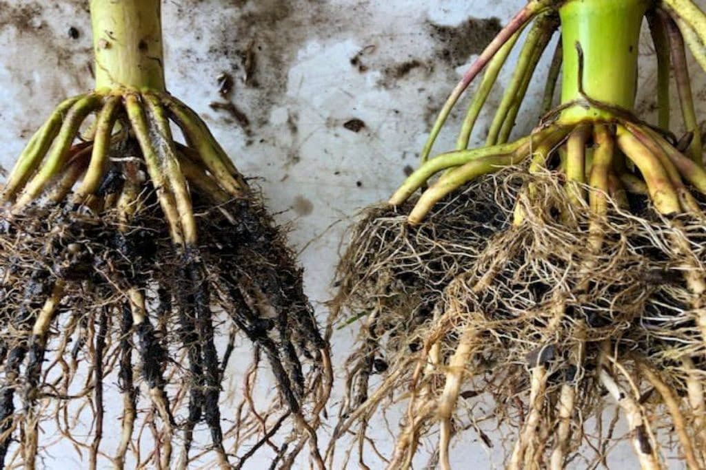 Corn plant root side-by-side comparison with and without mycorrhizal fungi