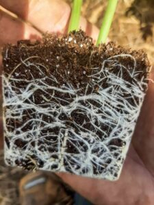 Watermelon starter plant with mycorrhizal fungi on roots