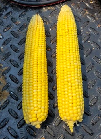 Ears of corn side-by-side comparison with and without mycorrhizal fungi
