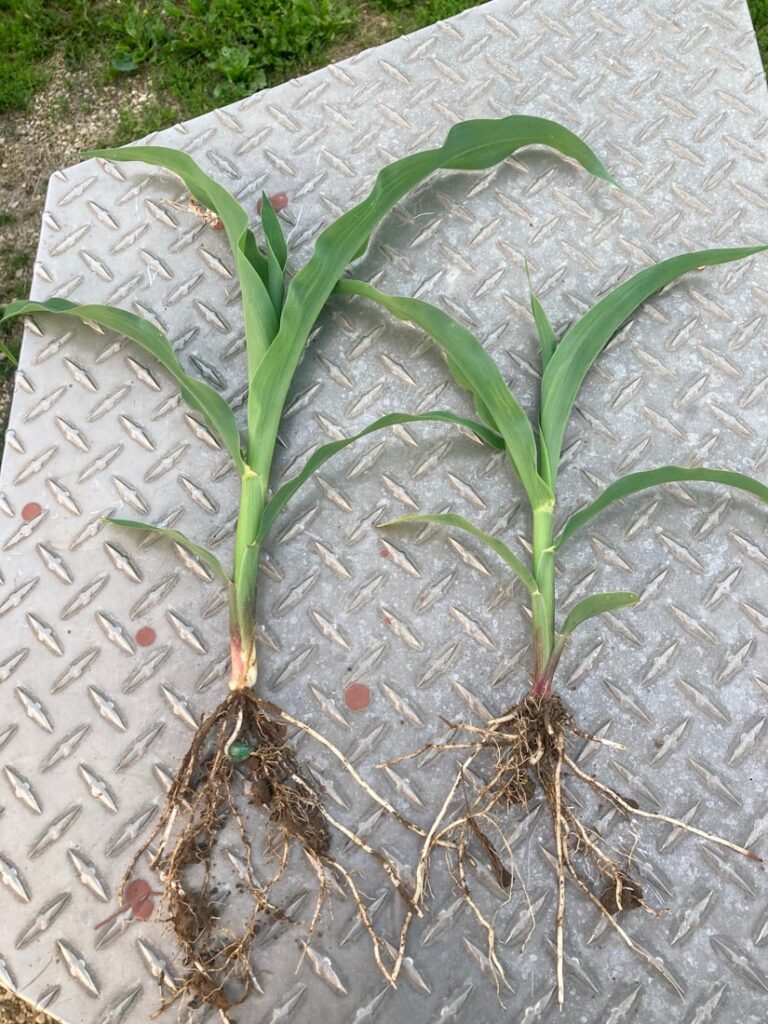 Comparing corn plants grown with and without MycoMaxx Garden