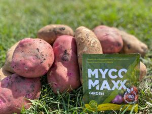 MycoMaxx Garden mycorrhizal fungi helps potatoes