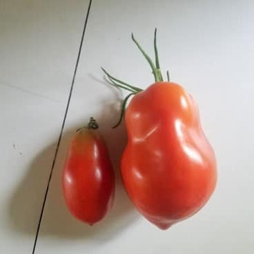 MycoMaxx Garden tomato comparison