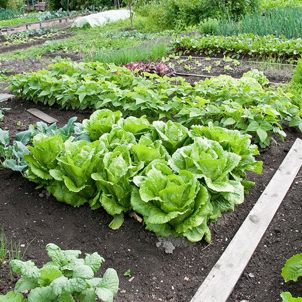 Healthy lettuce garden grown with mycorrhizal fungi