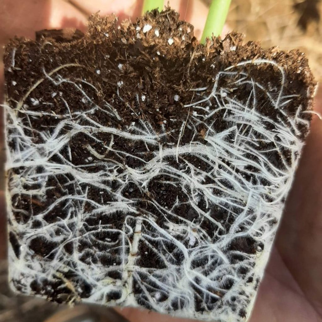 Melon plant root system with visible mycorrhizal fungi