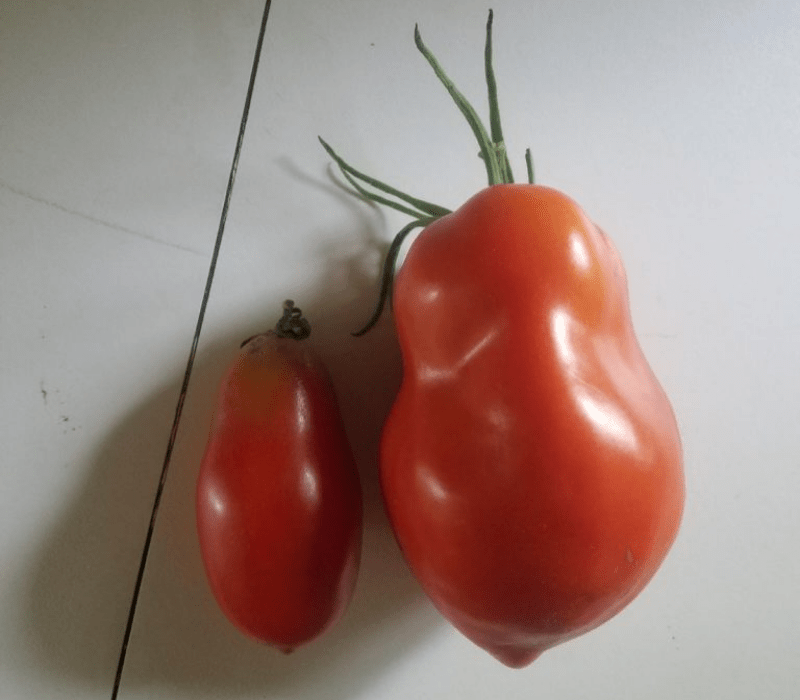 tomatoes before and after being grown in soil with mycorrhizal fungi