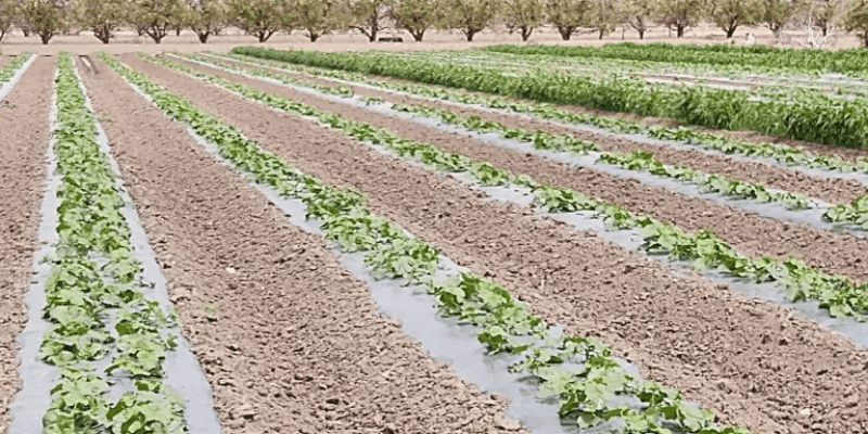 Cantelope field treated with mycorrhizal fungi.