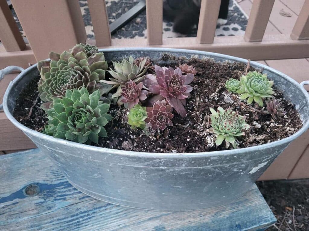 Succulents planted in a silver trough