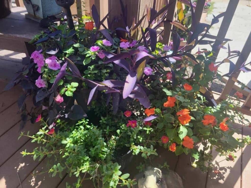 Fully grown outdoor plants and flowers