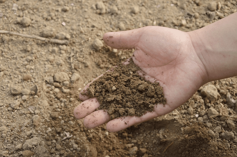 sandy soil