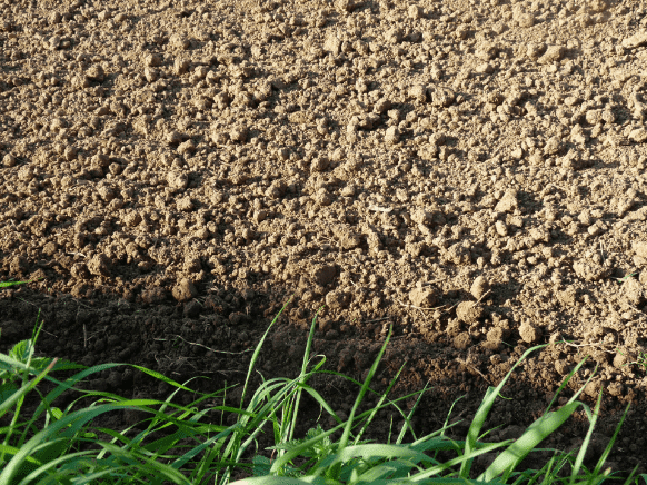 silty soil