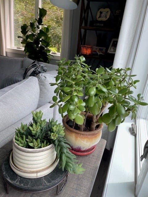 two potted indoor succulents planted with MycoMaxx Garden