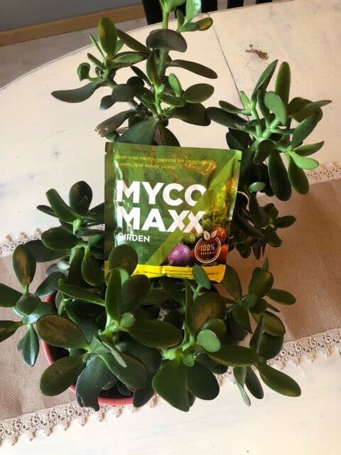MycoMaxx Garden product with indoor succulent