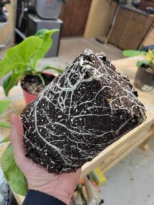 root system with mycomaxx garden