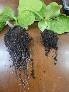 sixteen days of growth between a plant with mycomaxx garden vs. without mycomaxx garden