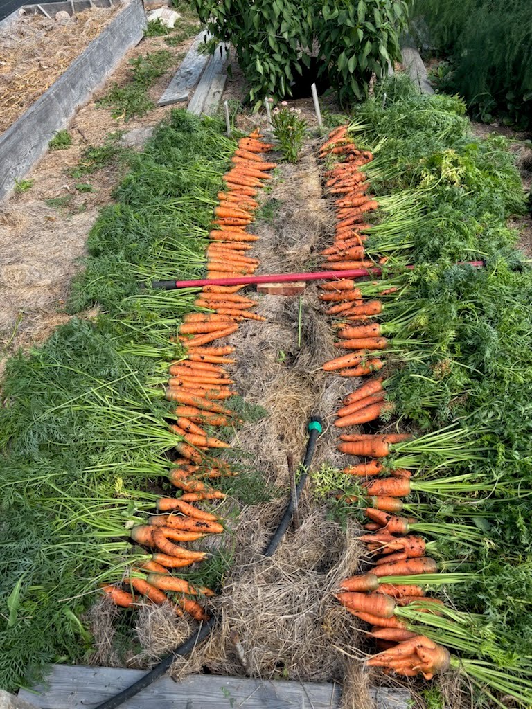 carrots