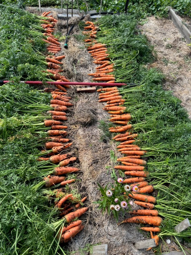 carrots